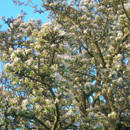 Movies Similar to the Wild Pear Tree (2018)