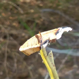 Как защититься от комаров без покупных средств