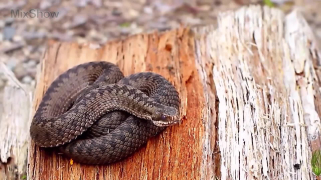 Чем опасна обыкновенная гадюка - Самые опасные змеи на планете