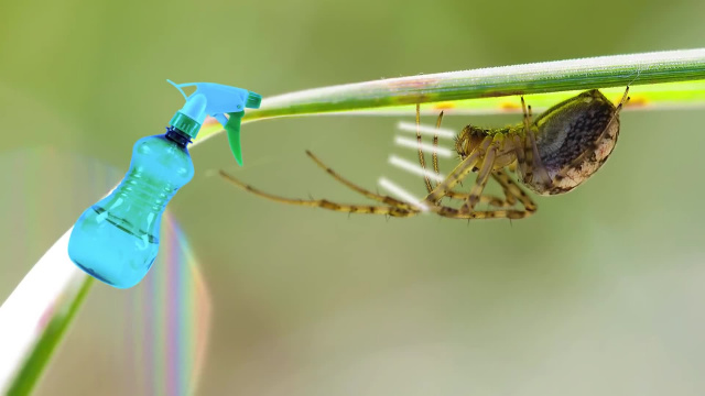 Отпугивающая смесь от пауков - Способы избавиться от насекомых дома